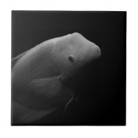 Poisson dans un réservoir - Photographie d'art noi