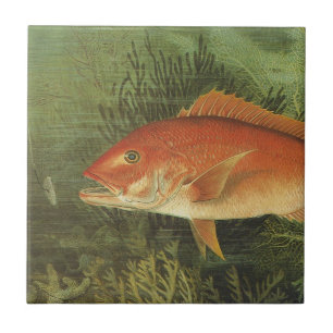 Carreau Poisson de Snapper Rouge dans l'océan, Vintage Mar