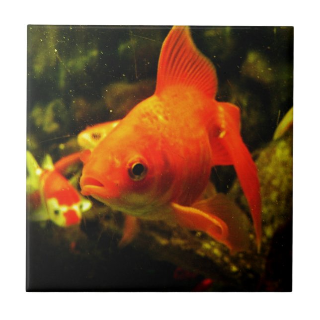 Carreau Poisson doré (Devant)