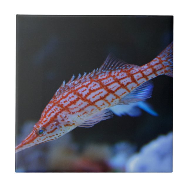 Carreau Poisson-mouche à nez rouge (Devant)