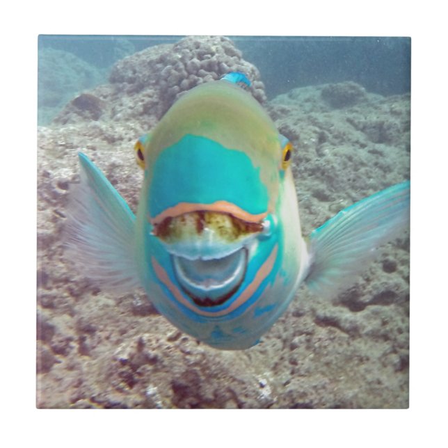 Carreau Poisson perroquet Hawaii (Devant)