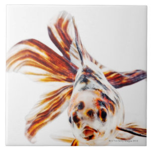 Carreau Poisson rouge de comète de rose des vents de