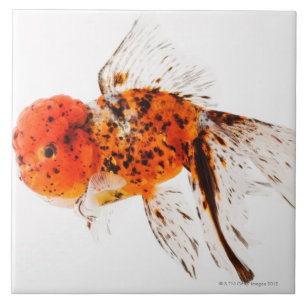 Carreau Poisson rouge de lionhead de calicot (auratus de