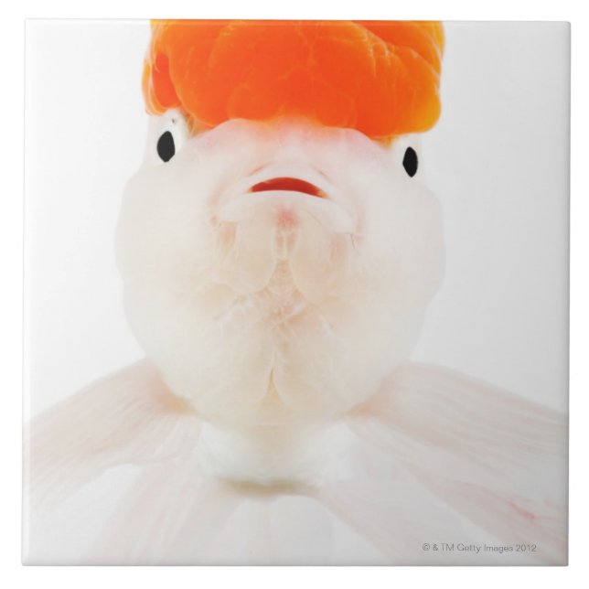 Carreau Poisson rouge de lionhead de policier militaire (Devant)