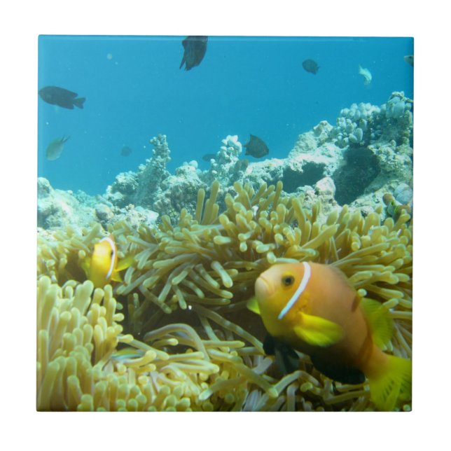 Carreau Poissons d'aquarium (Devant)