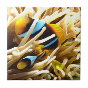 Carreau Poissons de clown