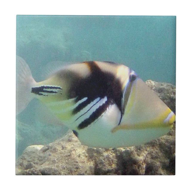 Carreau Poissons d'état d'Hawaï - Humuhumunukunukuapua'a (Devant)