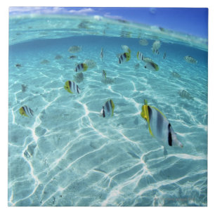 Carreau Poissons en mer 3