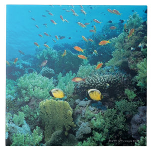 Carreau Poissons tropicaux nageant au-dessus du récif