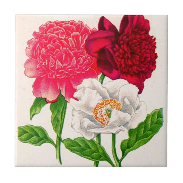 Carreau poitrine rouge et blanche (Devant)