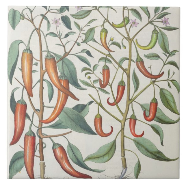 Carreau Poivrons : longum de maximum de 1.Piper Indicum ; (Devant)