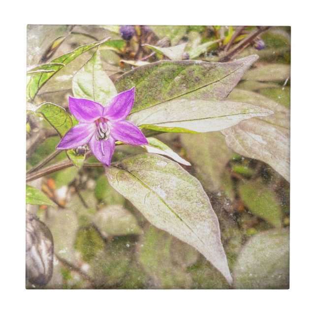 Carreau Poivrons ornementaux (Devant)
