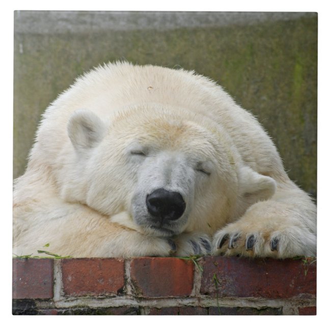Carreau PolarBear 001 (Devant)