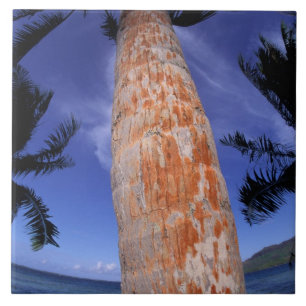 Carreau Polynésie française, Bora Bora, Palmiers