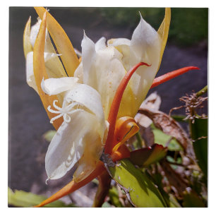 CARREAU POLYNISIEN DRAGON CACTUS BLOC DE NUIT