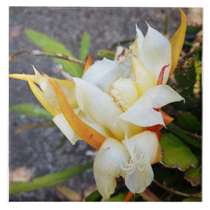 CARREAU POLYNISIEN DRAGON CACTUS BLOC DE NUIT