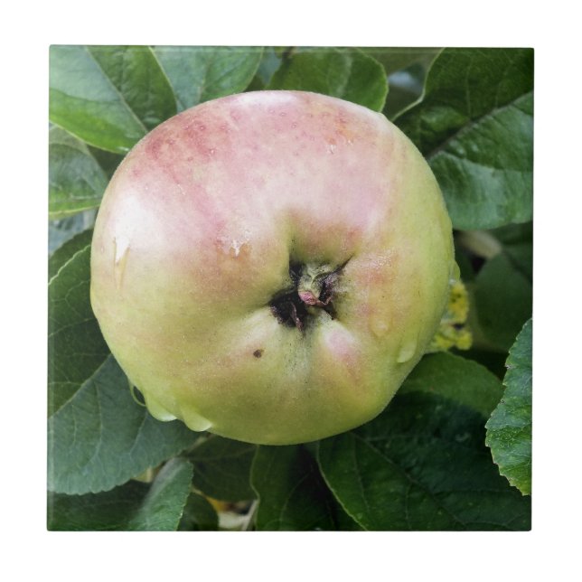 CARREAU POMME (Devant)