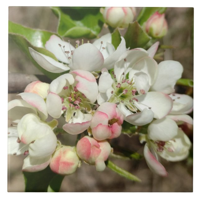 Carreau Pomme bourre fleur (Devant)
