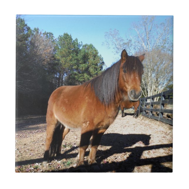 Carreau Poney brun ciel turquoise (Devant)