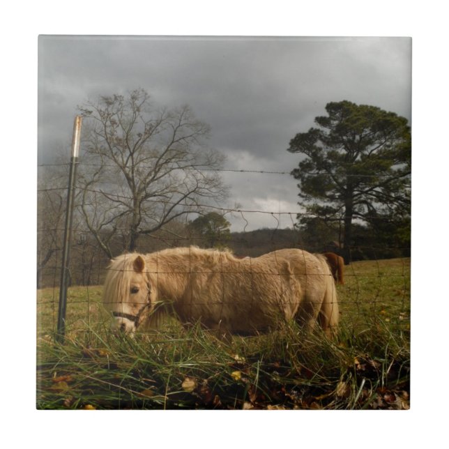 Carreau Poney miniature blond / Cheval (Devant)