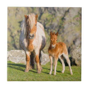 Carreau Poney Shetland dans un pâturage près de hautes fal