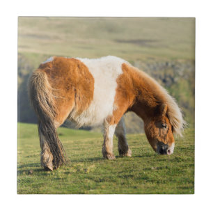 Carreau Poney Shetland dans un pâturage près de hautes fal