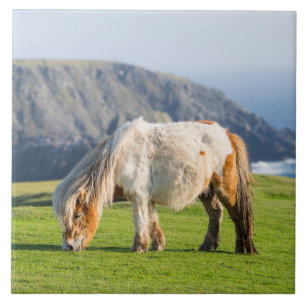 Carreau Poney Shetland sur le pâturage près de hautes fala