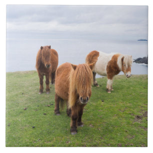 Carreau Poney Shetland sur un pâturage près de hautes fala