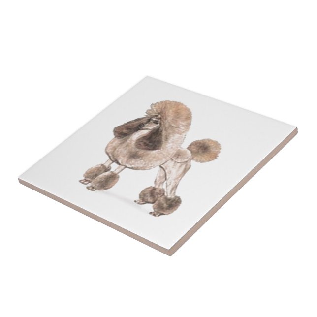 Carreau Poodle — Afficher le manteau (Côté)