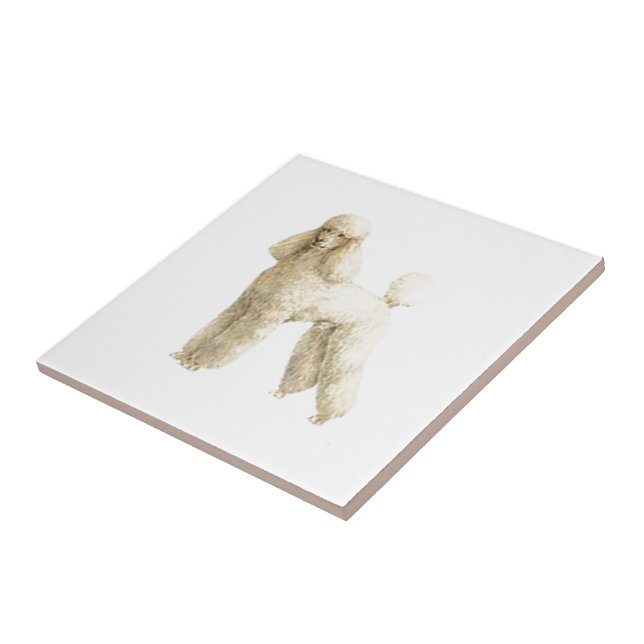 Carreau Poodle — Clip de chiot (Côté)