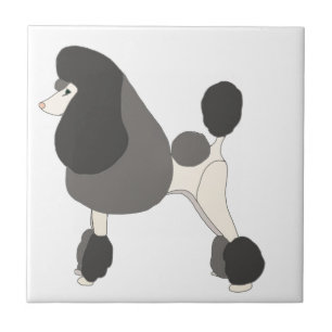 Carreau Poodle de concours