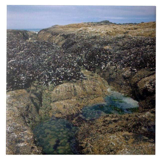 Carreau Pools à marée à Bob Creek, OU (Devant)