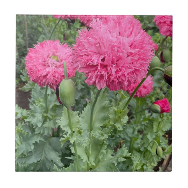 Carreau Poppies Pom Pom Rose (Devant)