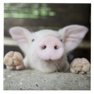 Carreau Porc de bébé dans le stylo, porcelet