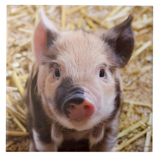 Carreau Porcelet (Devant)