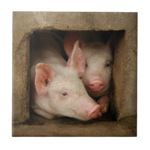 Carreau Porcelets curieux