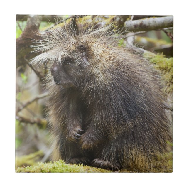 Carreau Porcupine déterminé (Devant)