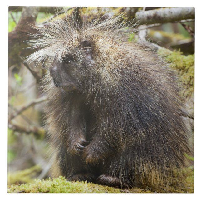 Carreau Porcupine déterminé (Devant)