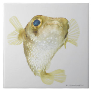 Carreau porcupinefish de Tache-aileron (hystrix de Diodon)