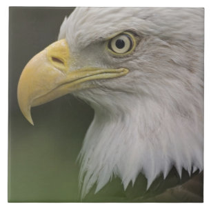 Carreau Portrait d'aigle royal adulte, Haliaeetus
