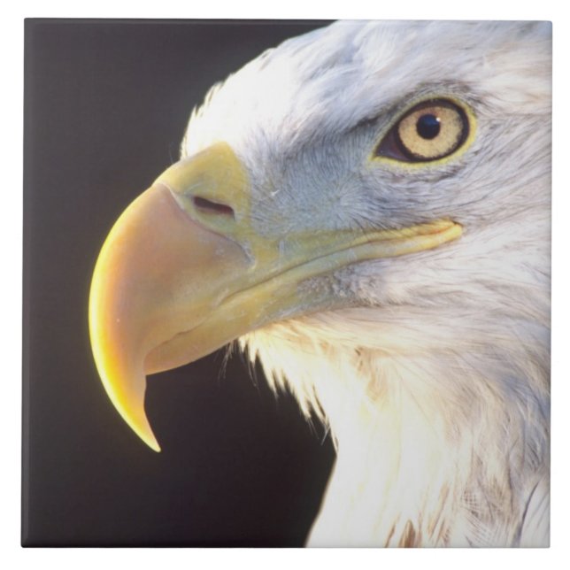 Carreau Portrait d'aigle royal, Haliaeetus leucocephalus, (Devant)