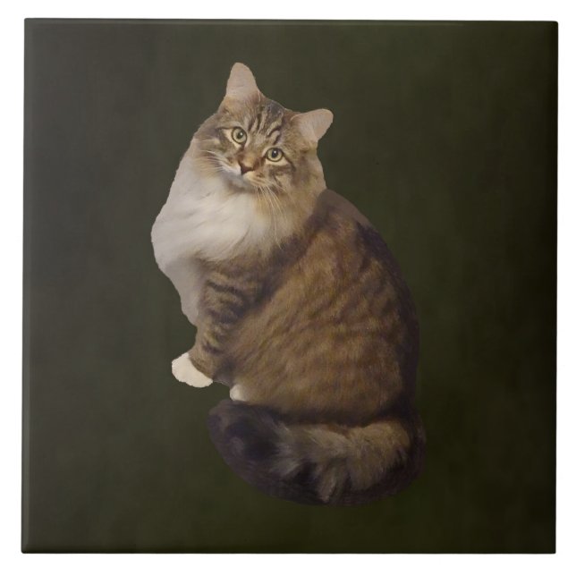 Carreau Portrait de chat Maine Coon (Devant)