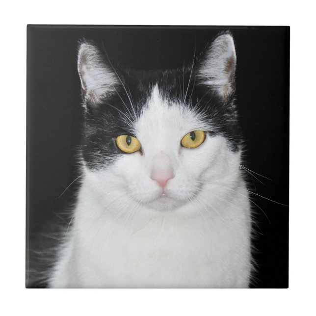 Carreau Portrait de chat noir et blanc (Devant)
