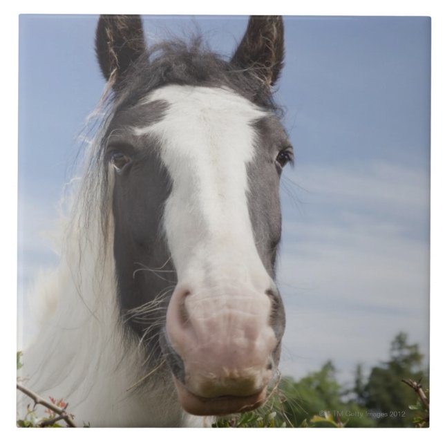 Carreau Portrait de cheval de Clydesdale (Devant)