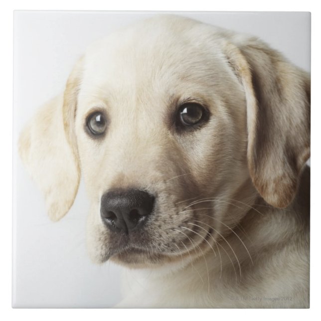 Carreau Portrait de chiot blond de labrador retriever (Devant)