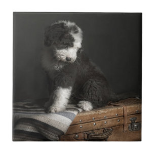 Carreau Portrait de chiot de queue écourtée dans le stud
