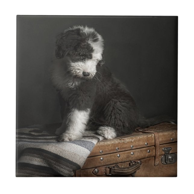 Carreau Portrait de chiot de queue écourtée dans le studio (Devant)