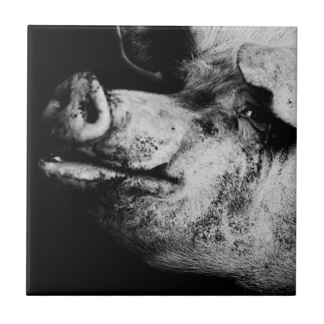 Carreau portrait de cochon (Devant)