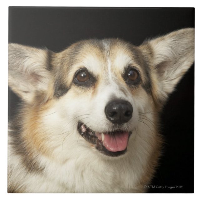 Carreau Portrait de corgi noir, brun et blanc (Devant)