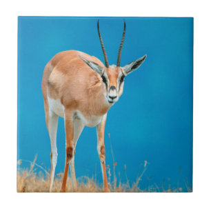 Carreau Portrait de femelle de gazelle de Grant (Gazella G